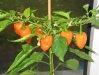 web.03 chili habanero - 24. oktober 2009